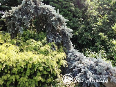 Eglė dygioji ,Glauca Pendula' (lot. Picea pungens)
